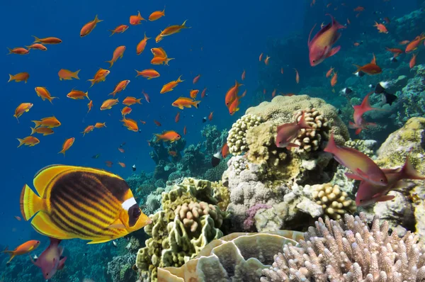 Reef med en mängd olika hårda och mjuka koraller — Stockfoto