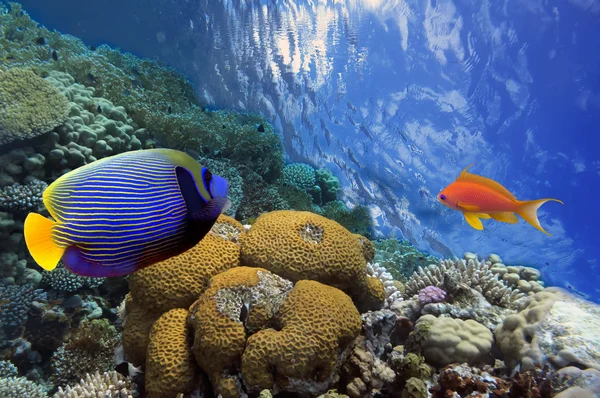 Underwater shoot of vivid coral reef with a fishes — Stock Photo, Image