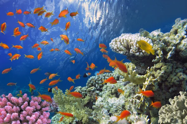 Útes s řadou tvrdých a měkkých korálů — Stock fotografie