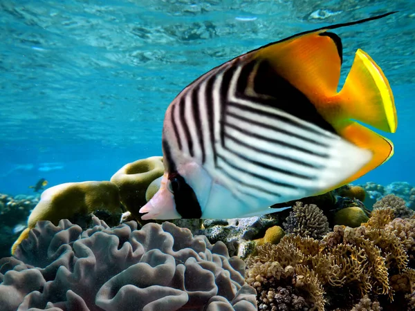 Fadenflossenschmetterlingsfisch Chaetodon Auriga Und Korallenriff Rotes Meer lizenzfreie Stockbilder