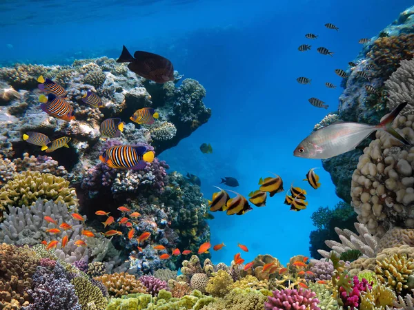 Подводная Сцена Коралловые Рифы Группы Рыб Чистой Океанской Воде — стоковое фото