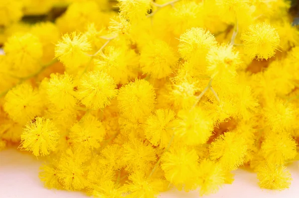 Yellow flowers — Stock Photo, Image