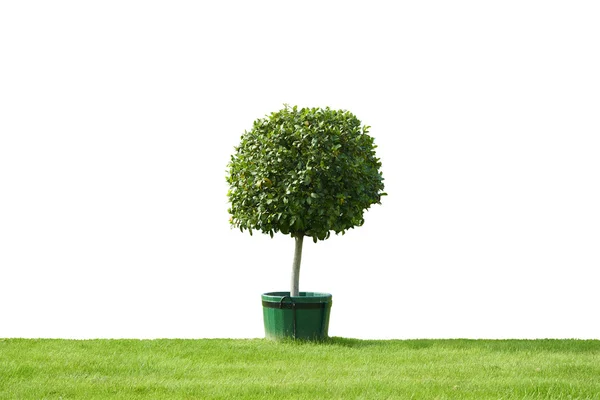 Baum im Topf auf grünem Gras — Stockfoto