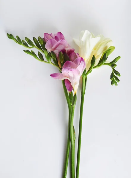 Flores freesia — Fotografia de Stock