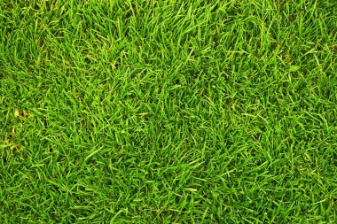 arka plan olarak taze yeşil çimen