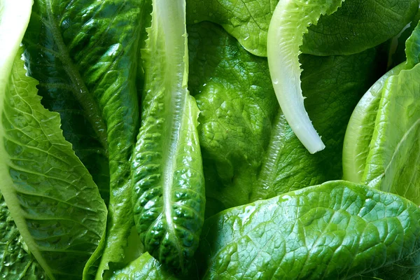 Lechuga de mantequilla —  Fotos de Stock