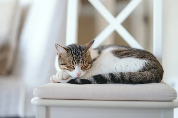 Evin sıcaklığında uyuyan mutlu bir kedi.