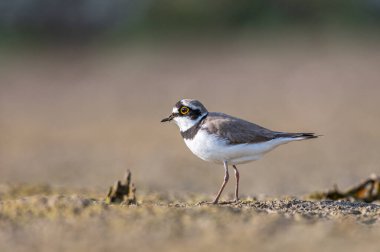 Bullet Nehri yiyecek topluyor.