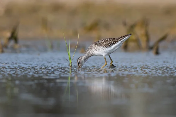 River Waders Gathering Food — Stock Photo, Image