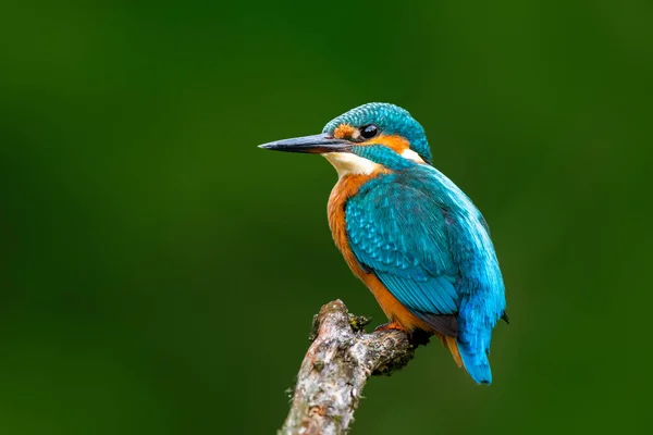 A beautiful little kingfisher sitting on a branch and looking to the right. In the background is a green forest. Close up taken with long focal length.