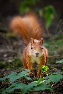 Parktaki kırmızı sincap.