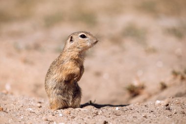 Devriye gezen köstebek.