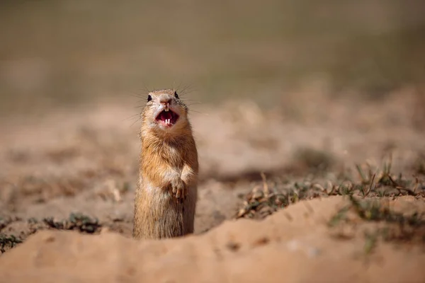 The European ground squirrel (Spermophilus citellus). Laughing European ground squirrel. Funny photo. 
