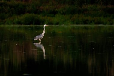 Su yüzeyinde gri balıkçıl