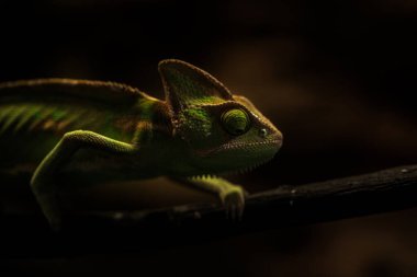 Daldaki küçük bukalemun