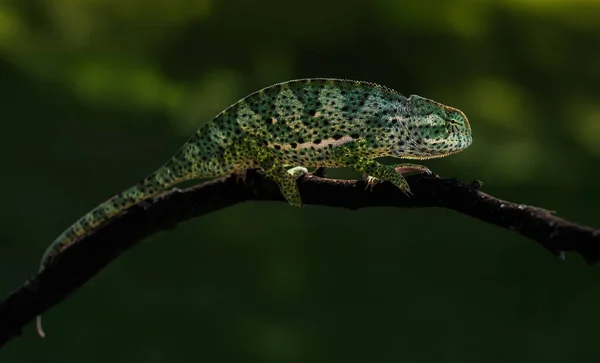 Little Chameleon Branch — Stock Photo, Image