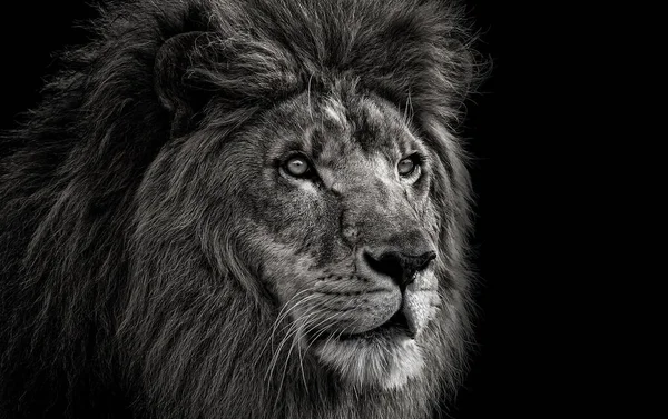 Black and white portrait of a lion on a dark background. Close-up of a lion's head. Lion king.