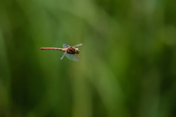 Libélula Voadora Fundo Verde — Fotografia de Stock