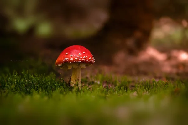 amanita muscaria agarik uçar