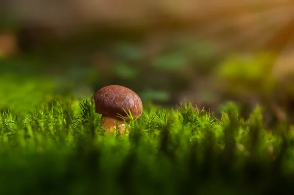 苔藓中生长的苔藓 — 图库照片