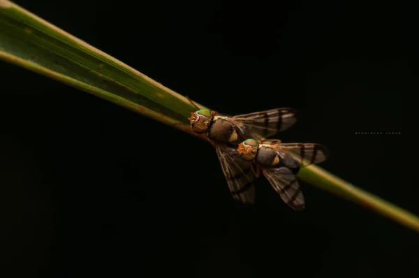 Flies fuck on a branch