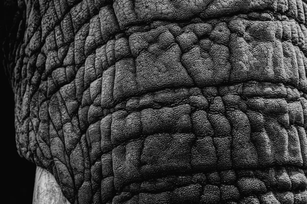 fil derisi yakın çekim