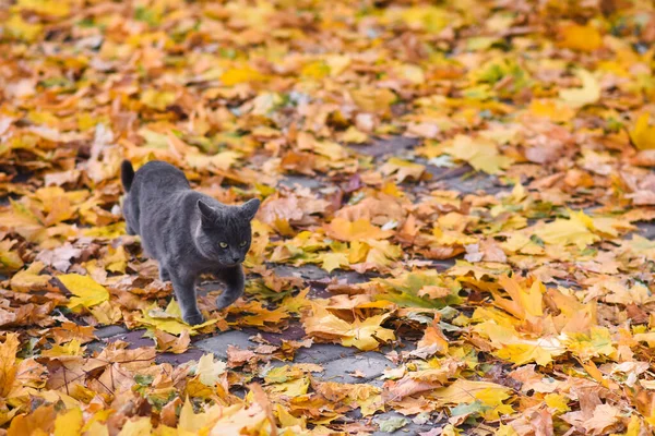 Gato cinza escuro caminha através da folhagem de outono amarelo — Fotografia de Stock