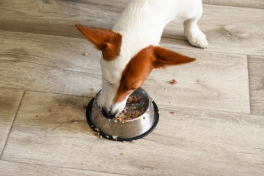 Köpek Jack Russell evde bir kaseden yiyor.. 