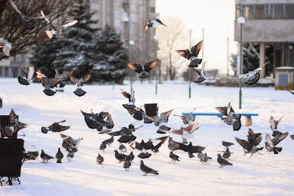 A flock of pigeons flies and sits on the snow. — Stock Photo, Image