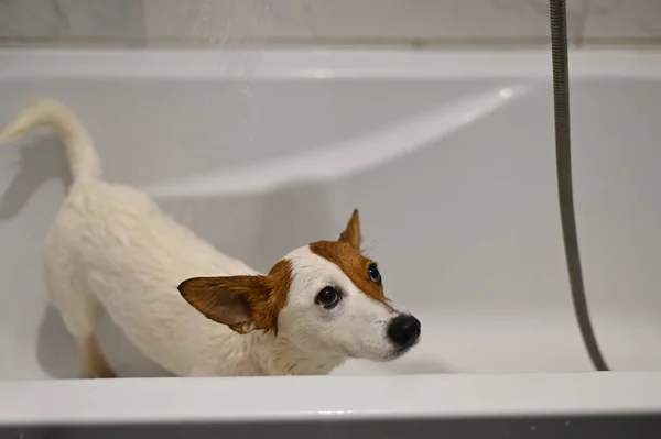 Jack Russell Terrier in der Badezimmerwäsche. Nasssauberer Hund — Stockfoto