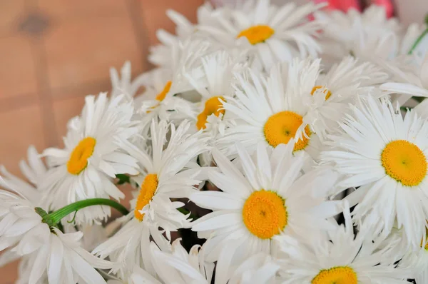 Große weiße Kamille. schöne Gänseblümchenblümchen aus nächster Nähe — Stockfoto