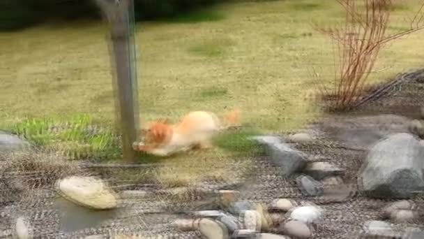 Trimmed Ginger Cat Beautiful Cat Playing Jumping Rocks High Quality — Stock Video