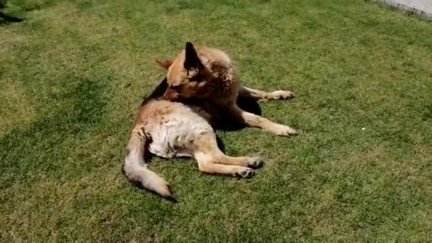 Pastor Alemão Pega Pulgas Deitadas Grama Imagens Fullhd Alta Qualidade — Vídeo de Stock