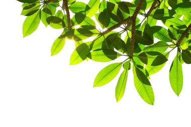 taze yeşil yapraklar