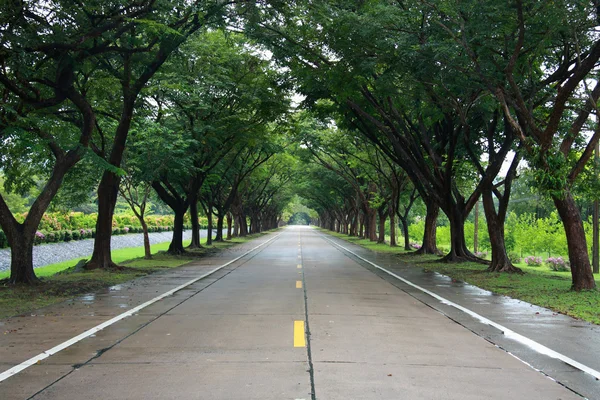 Estrada com árvore de ambos os lados — Fotografia de Stock