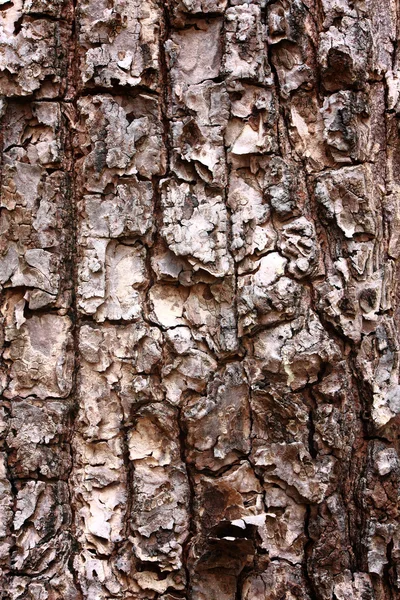 Árbol de corteza — Foto de Stock