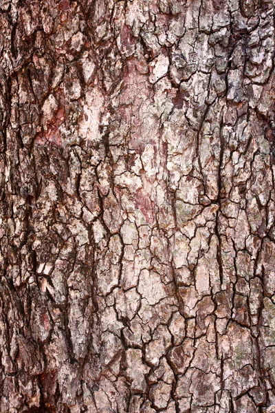 Albero di corteccia — Foto Stock