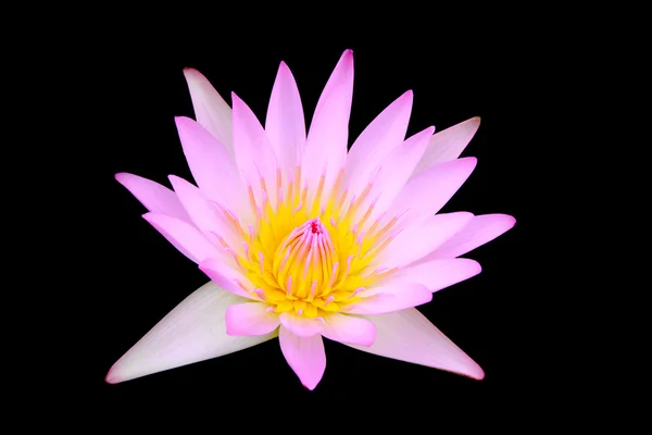 Water lily, lotus — Stock Photo, Image