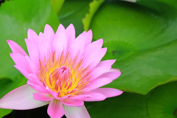 Water lily, lotus — Stock Photo, Image