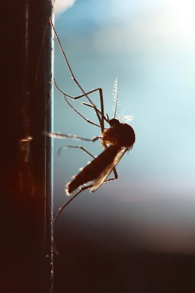 Yukarıdan sivrisinek