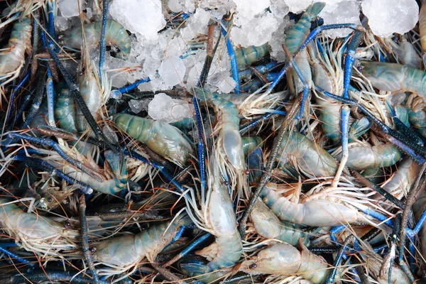 Langostino, Río Camarón común — Foto de Stock