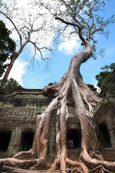 Ta Prohm — Stockfoto