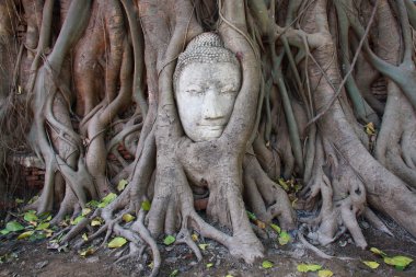 Banyan Ağacı Köklerinde Buda 'nın Kafası