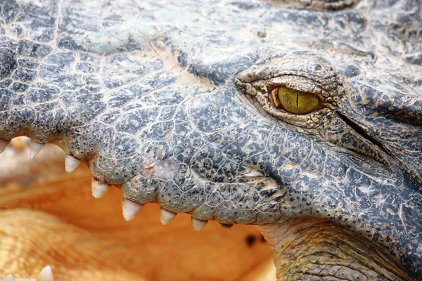 Gape de crocodilo — Fotografia de Stock