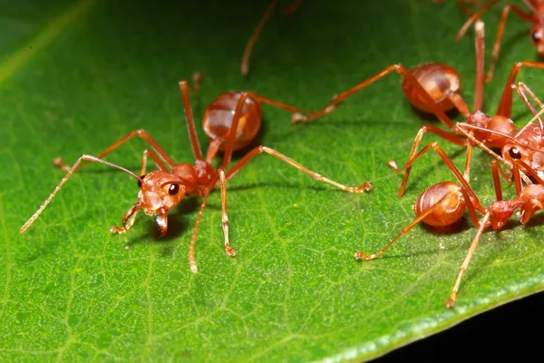 Ant のグループ — ストック写真