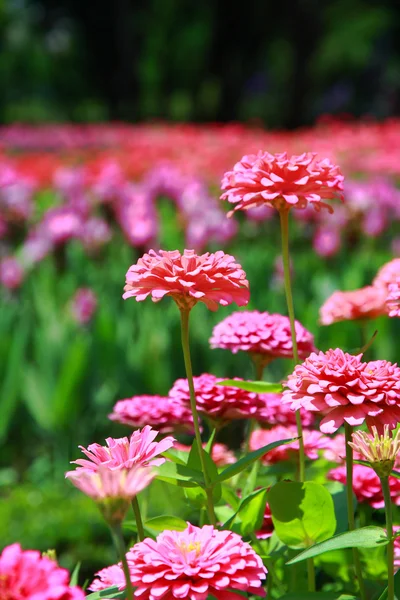 Färgstark blomma — Stockfoto