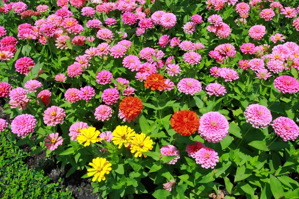 Färgstark blomma — Stockfoto