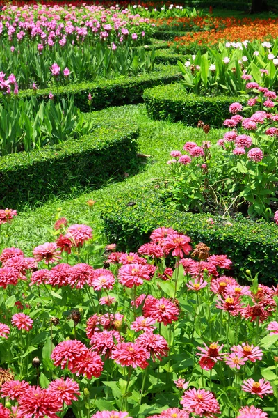 Färgstark blomma — Stockfoto