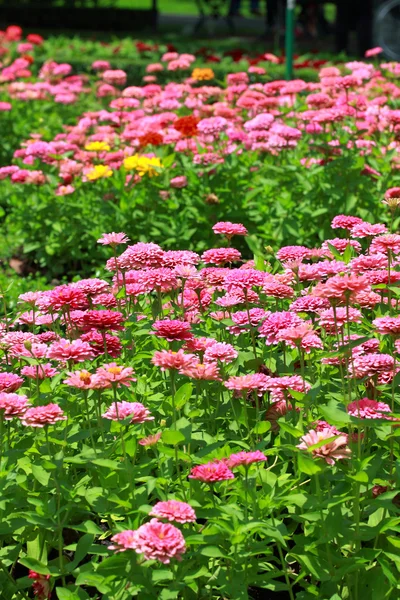 Flor colorida — Fotografia de Stock