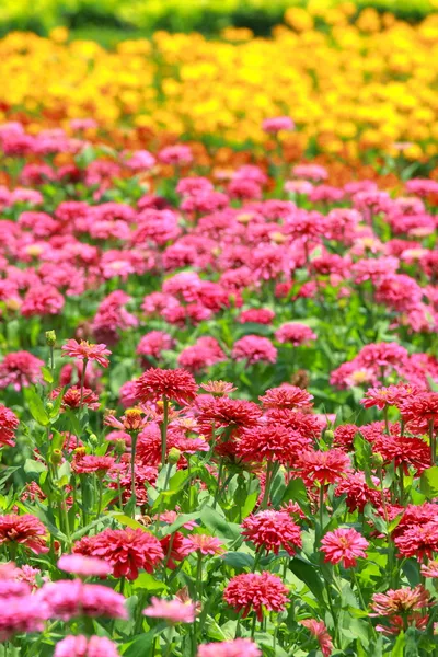 रंगीत फूल — स्टॉक फोटो, इमेज